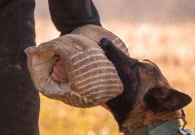 Conviértete en Instructor Canino en Seguridad y Protección Civil y en Adiestrador Canino en Salamanca